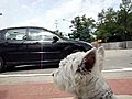 Allan Ross Dog Training