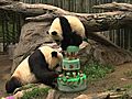 Panda Birthday 2008