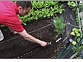 Getting the Most Out of Your Vegetable Garden