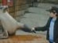 Boy Mauled By Sea Lion During Show