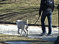 Train a Dog to Walk Without Pulling