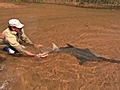 Hungry Hungry Sawfish