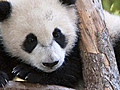 Top Picks : Panda-monium : CTV National News: Genevieve Beauchemin reports