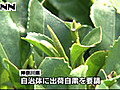 神奈川３市町の荒茶から規制値超すセシウム