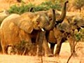 Nomadic Elephants