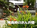 梅雨時のおんめ様