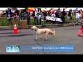 On CelebTV’s Radar: Adorable Dog Videos!