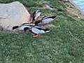 Ducks Eating Bread...Yeah,  Ducks!