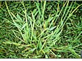 Fertilizing and Preventing Crabgrass