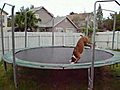 Trampoline merak saran köpek