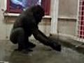 Break-dancing gorilla wows web