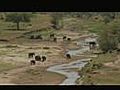 Animals Drinking in Tarangire Tanzania