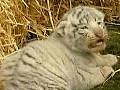 德國動物園添四隻白老虎嬰兒