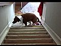 Lucy Conquers Stairs - Part 1