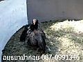 คลิปวีดีโอไก่ป่าก๋อย (แม่พันธุ์) ของอยุธยาป่าก๋อย 2