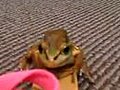 Dave the Skateboarding Frog