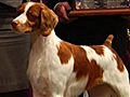 Westminster Kennel Club Dog Show - Tuesday’s Winners