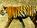 Corbett: Tourism and the tiger