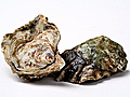 Oysters Demystified