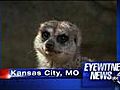 Stolen meerkat turns up at pet store