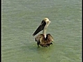 Birds rescued from oil sludge released in Egmont Key