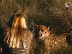 Woman Teases Wild Cheetahs