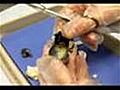 How To Dissect A Cows Eye