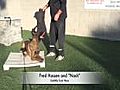 Police Dog Training - Releasing From Bite