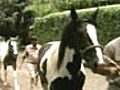 Mumbai horses outraced by flu