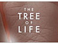 The Tree of Life: Interview - Jessica Chastain