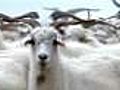 China cashes in on cloned cashmere
