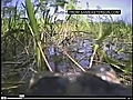 WEB EXTRA: Critter Cams Across The Web