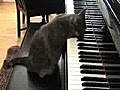 Cat playing on piano