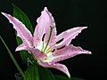 Time-lapse Of Pink Lily Opening 3 Stock Footage