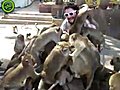 Tourist Swarmed By Monkeys