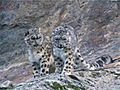 Planet Earth - The Complete Series Videos - Exclusive Clip: Snow Leopards