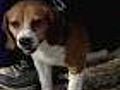 Wild Beagles Frightening Long Island Residents
