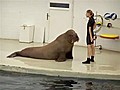 Walrus Exercises With Trainer