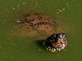 Bruce Feeds the Turtles