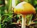 Hallucinogenic Mushrooms For Cancer Patients?