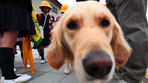 犬のお巡りさん、ならぬ見守りさん　通学路も安心だね