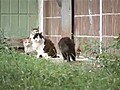 Brave rat fights off cats