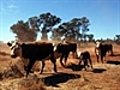 Live export ban won’t end cruelty - NTCA