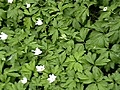 Vitsippor - Wood Anemones (2007)