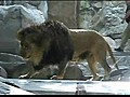 Lion Attacks Trainer In Vegas