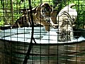 Tigers take a bubble bath