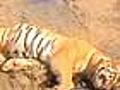 Tiger killing shocks conservationists
