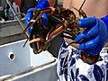 Lobster Industry Threatened by Ban