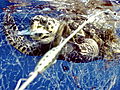 Animals: Millions of Turtles Killed Due to Bycatch