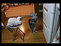 Un chat prie devant un frigo